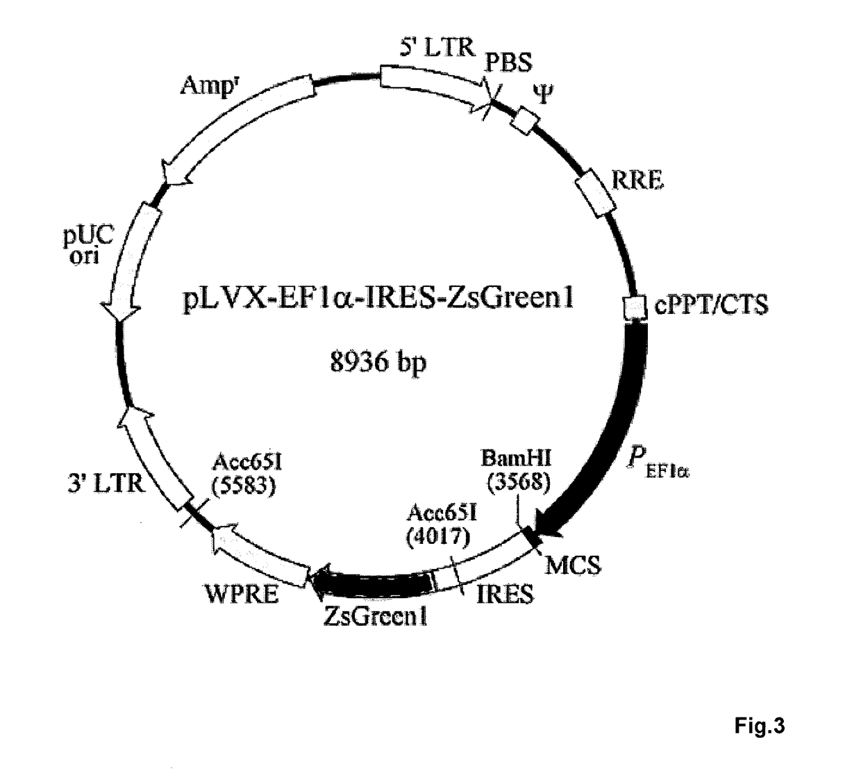 Universal chimeric antigen expressing immune cells for targeting of diverse multiple antigens and method of manufacturing the same and use of the same for treatment of cancer, infections and autoimmune disorders