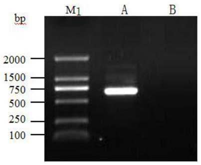 Primer for detecting cucumber mosaic virus-passiflora isolates and application thereof