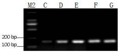 Primer for detecting cucumber mosaic virus-passiflora isolates and application thereof