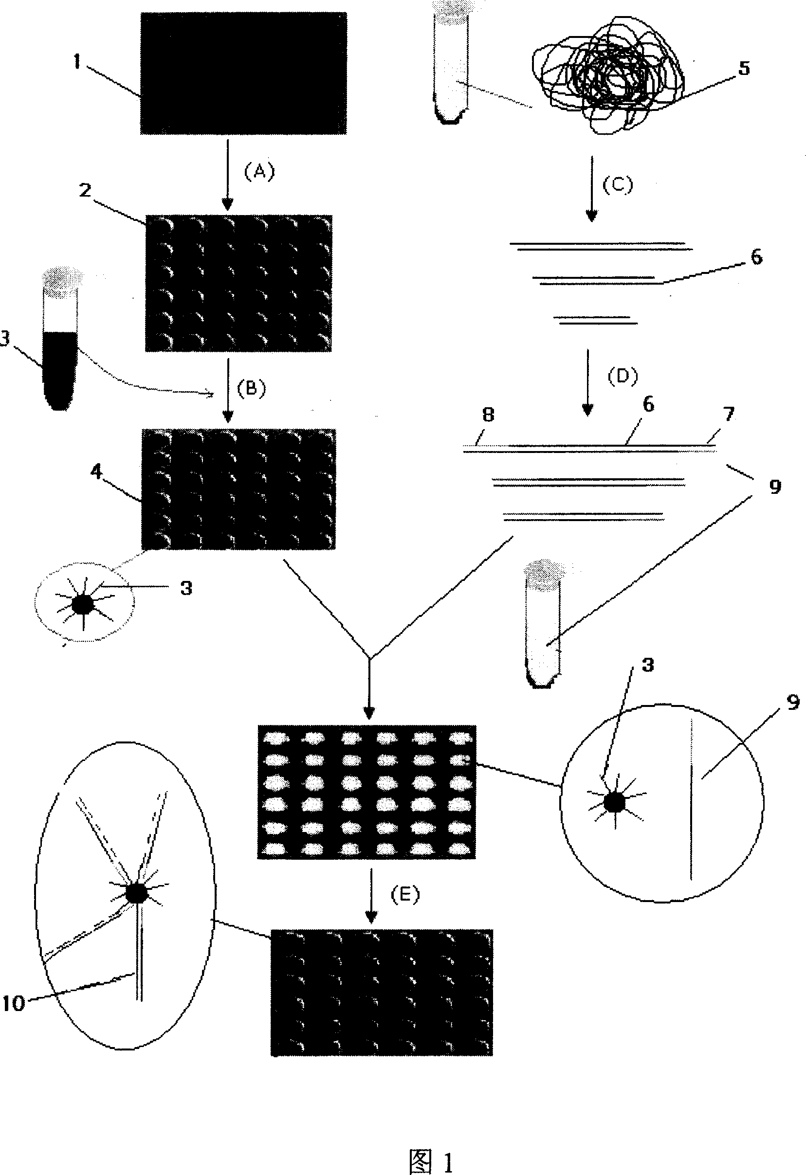 High efficiency full genome fixing method