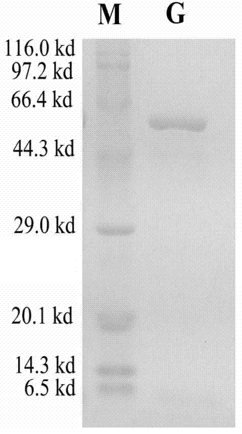 Trichosanthes kirilowii anti-tumor activity protein as well as preparation method and application thereof