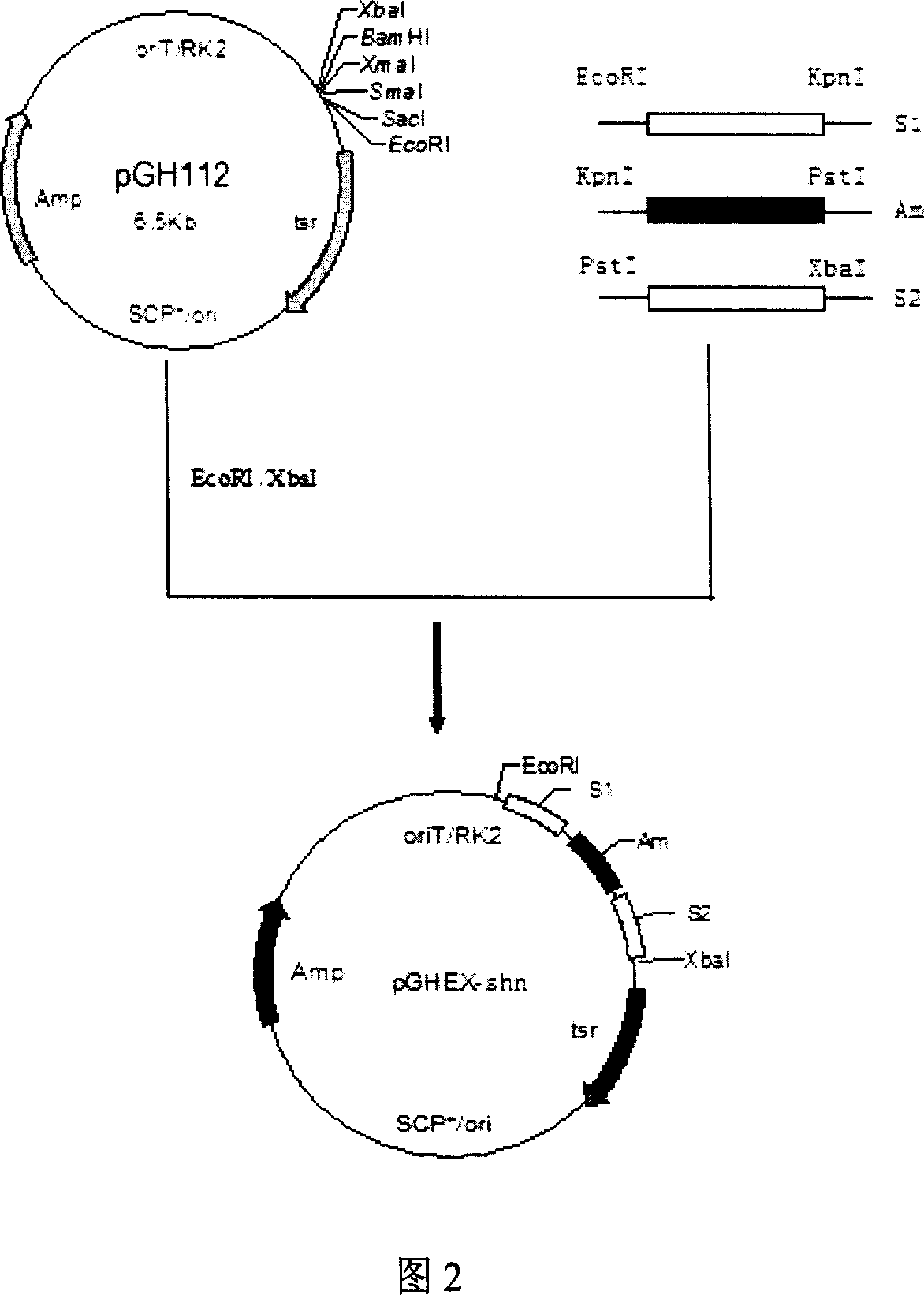 Construction of geldanamycin gene engineering high yield strain