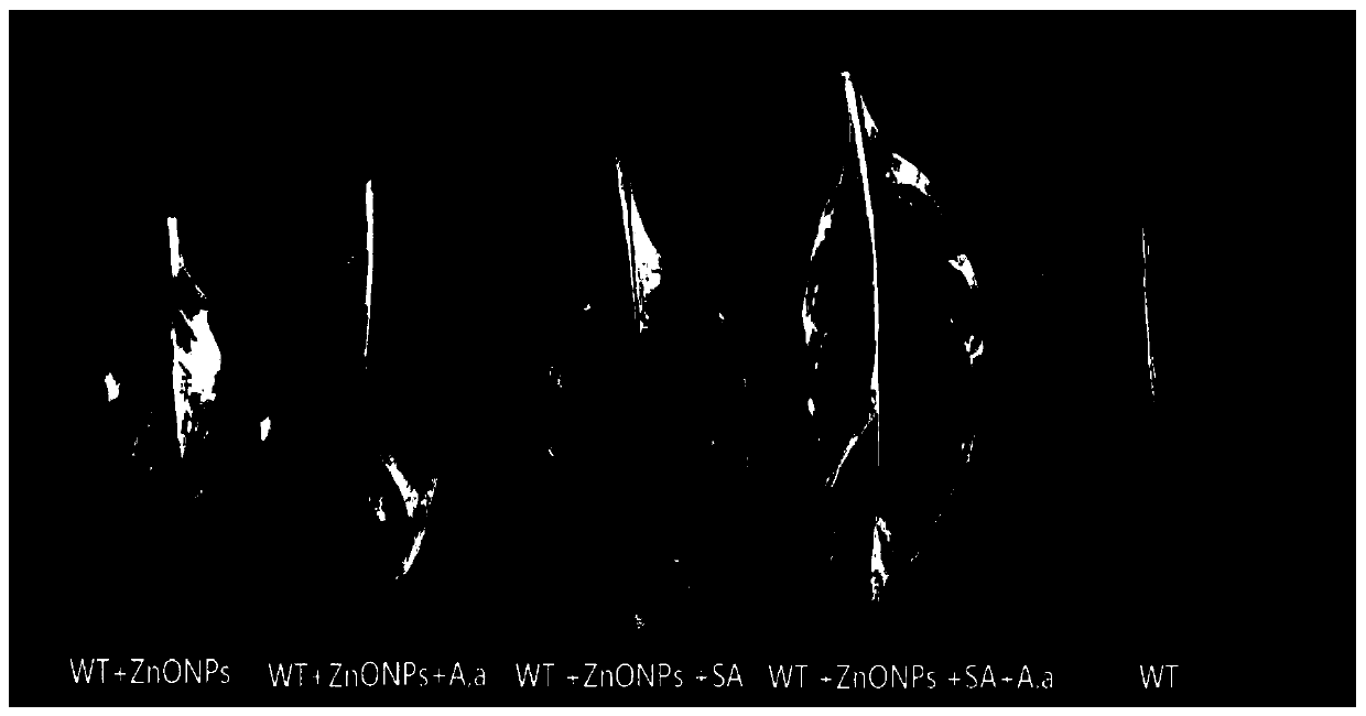 Joint relieving method for stress damage of nanometer zinc oxide to plants by utilizing aspergillus aculeatus fungus and salicylic acid