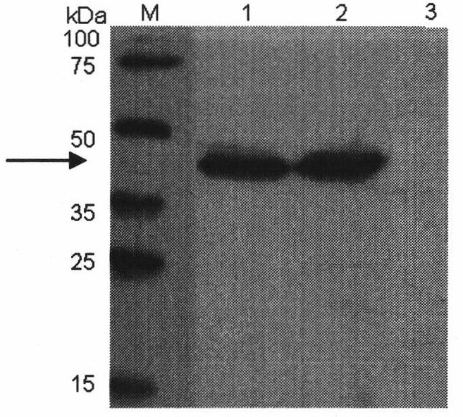 Method for producing blattella germanica allergen Bla g 7 protein in bacilliform virus-insect expression system