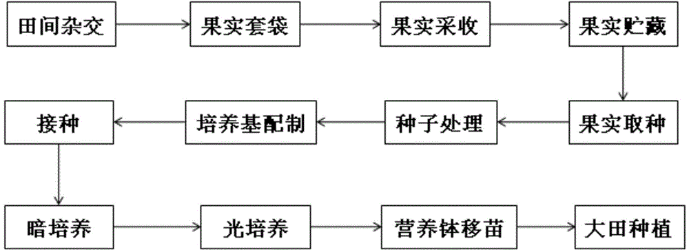 Hybridizing, sowing and seedling raising method of pears