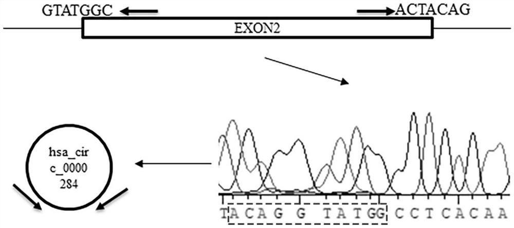 Diagnostic biomarker and application thereof