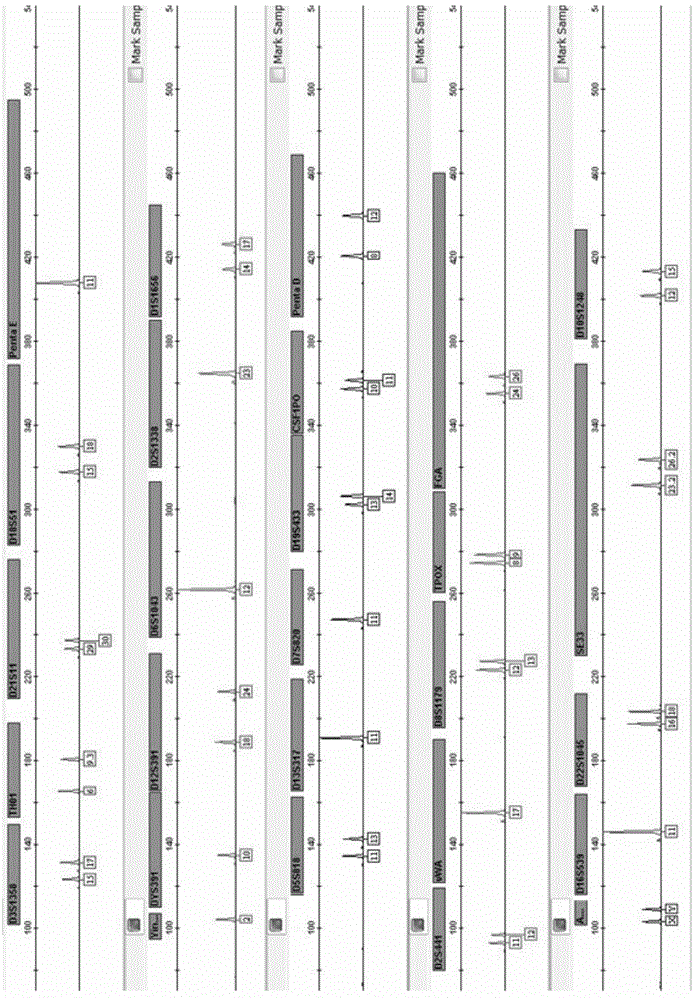 Autosome STR gene locus fluorescent labeling composite amplification kit having enhanced identification ability, and applications thereof