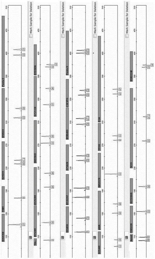 Autosome STR gene locus fluorescent labeling composite amplification kit having enhanced identification ability, and applications thereof