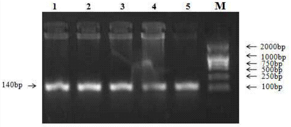 Polygene pyramiding early-breeding method for raising litter size of sheep