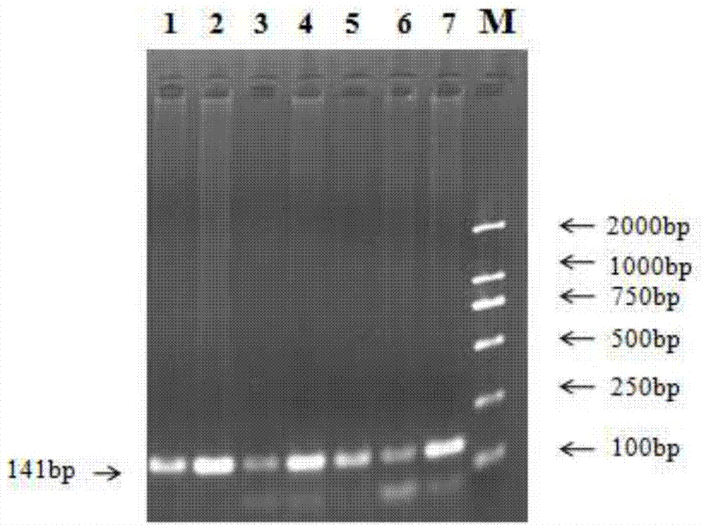 Polygene pyramiding early-breeding method for raising litter size of sheep