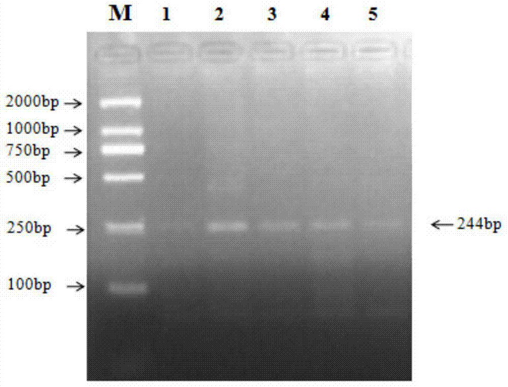 Polygene pyramiding early-breeding method for raising litter size of sheep