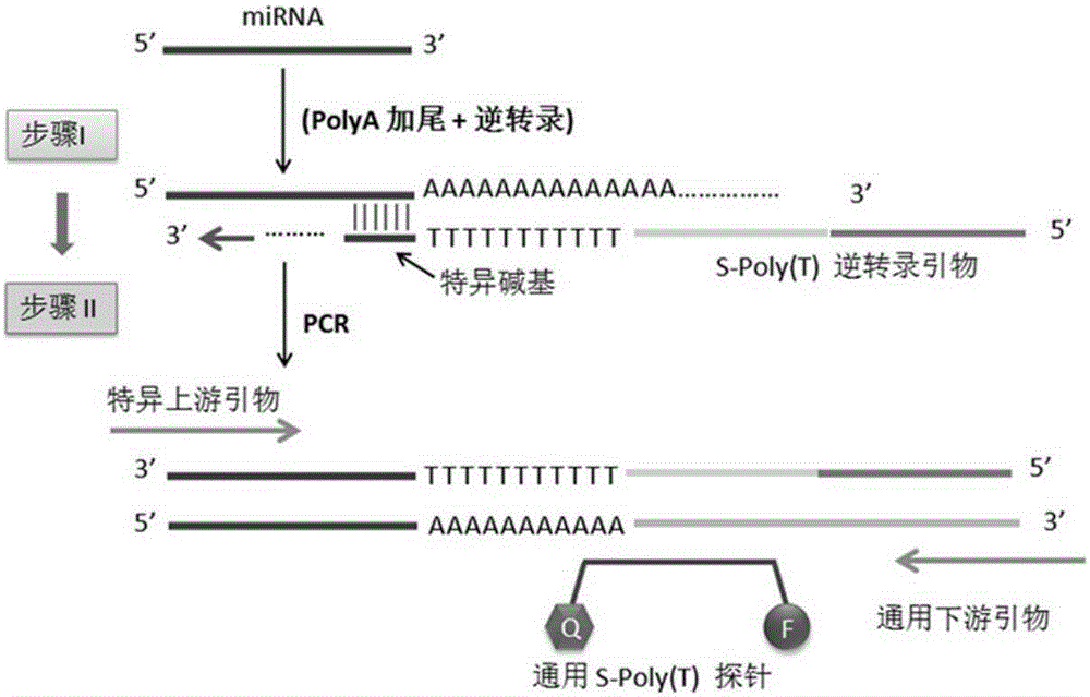 RT-PCR method for quantitatively detecting miRNA