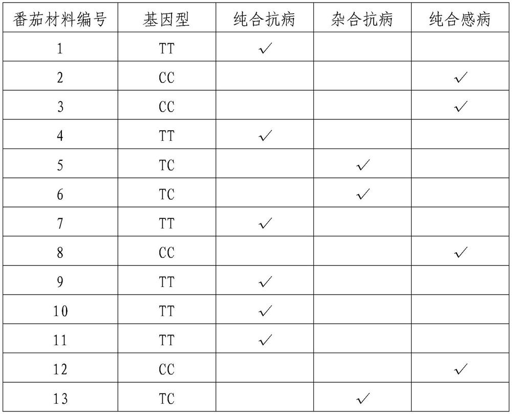 KASP primers for detecting tomato yellow leaf curl virus disease-resistant gene Ty-1 and application of KASP primers