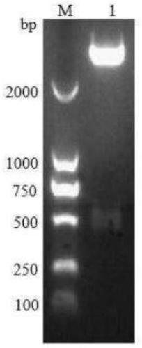 Haemonchus contortus nano-material subunit vaccine and application thereof