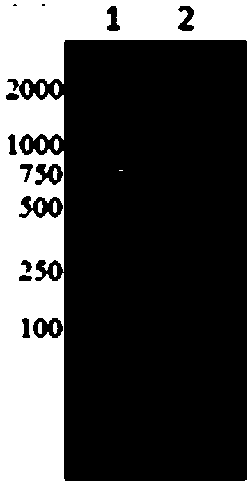 FLT3 chimeric antigen receptor and application thereof