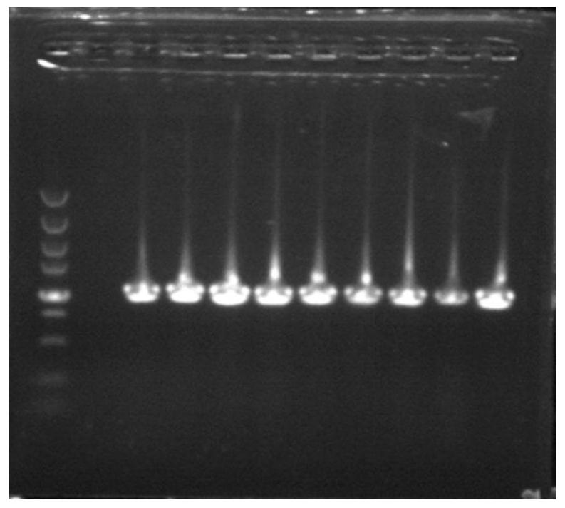 Medium and low temperature endo-β-mannanase and its coding gene and application