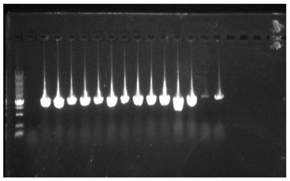 Medium and low temperature endo-β-mannanase and its coding gene and application