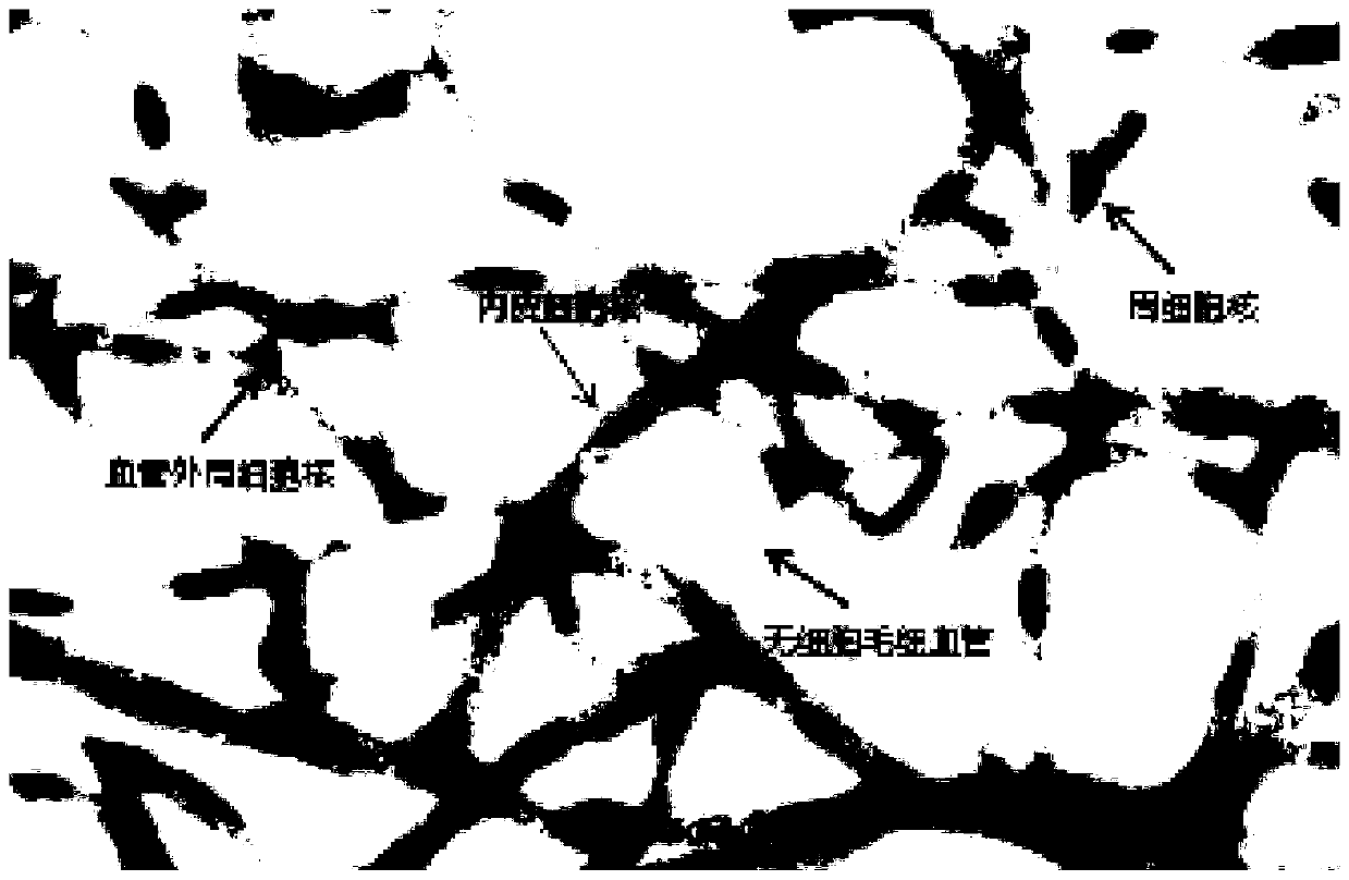 Ophthalmic preparation and preparation method and application thereof