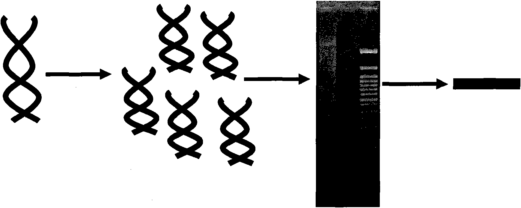 Sequencing library, preparation method thereof, and terminal sequencing method and device