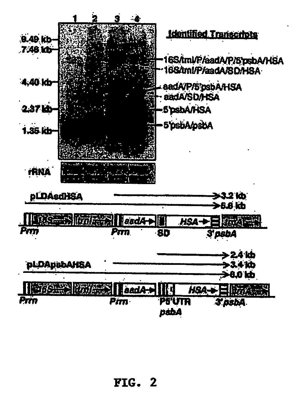 Chloroplast transgenic approach to express and purify human serum albumin, a protein highly susceptible to proteolytic degradation