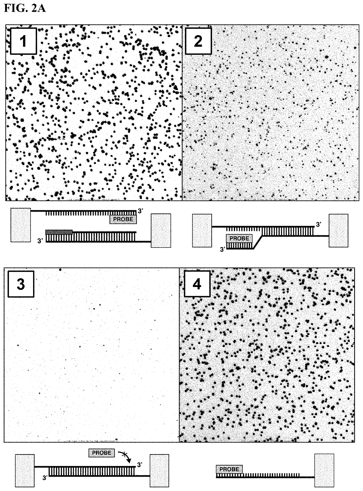 Methods and compositions for sequencing complementary polynucleotides