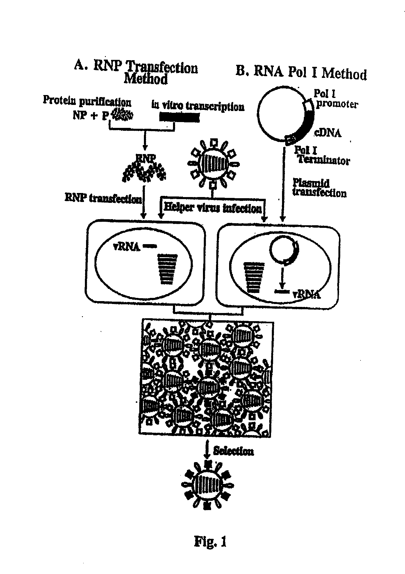 Recombinant influenza vectors with tandem transcription units