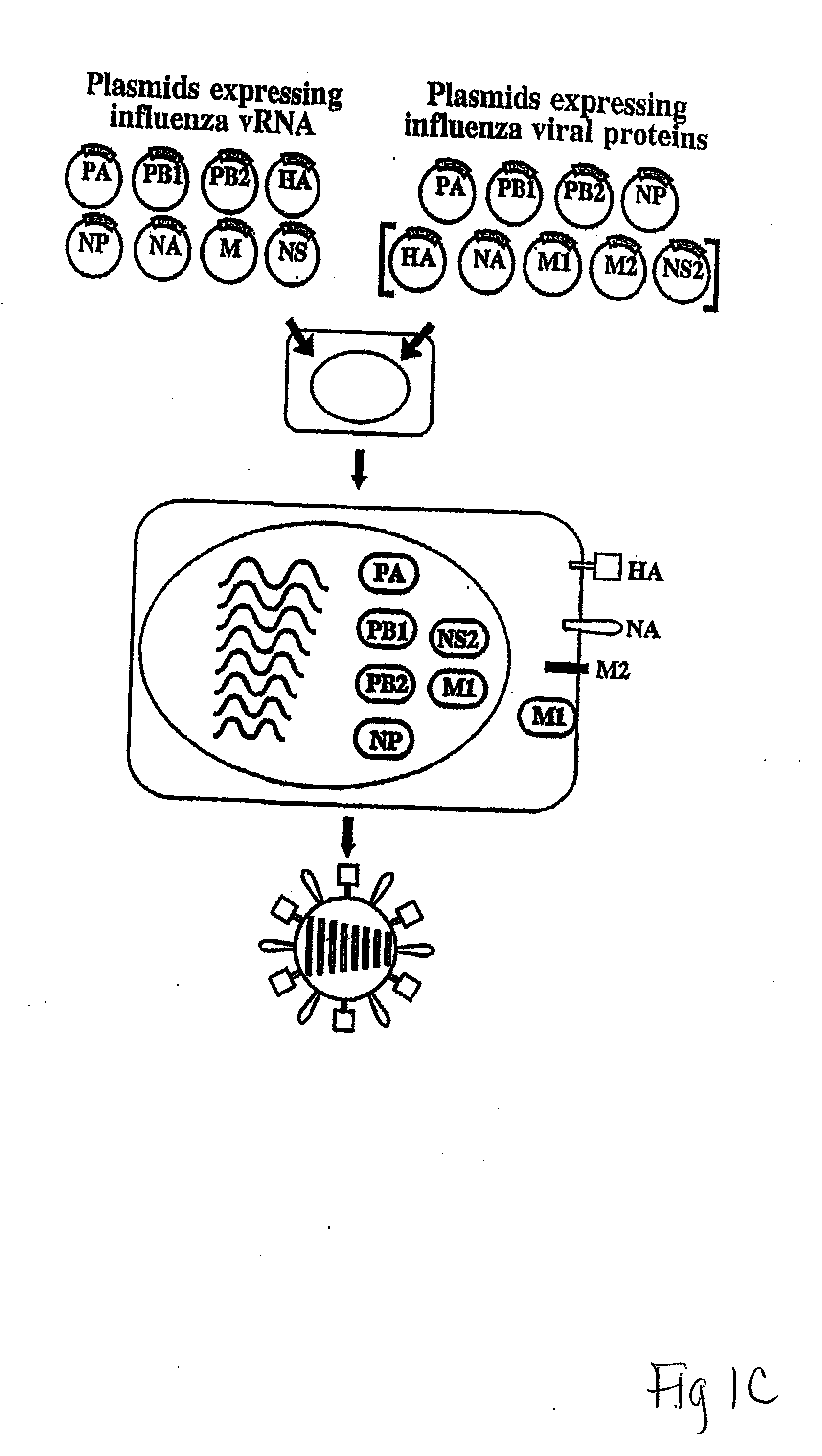 Recombinant influenza vectors with tandem transcription units