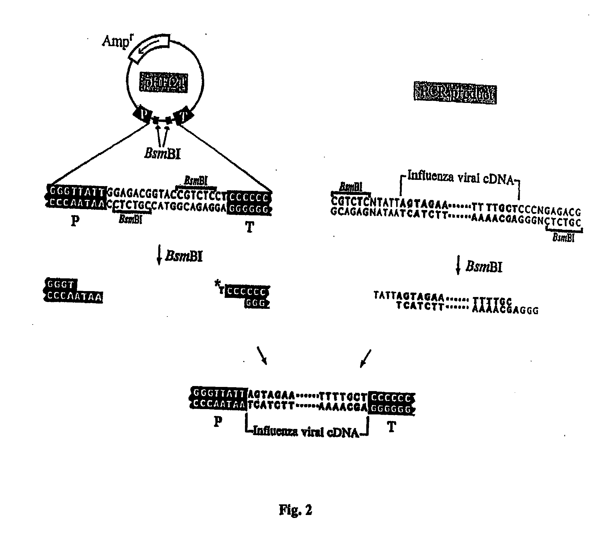 Recombinant influenza vectors with tandem transcription units