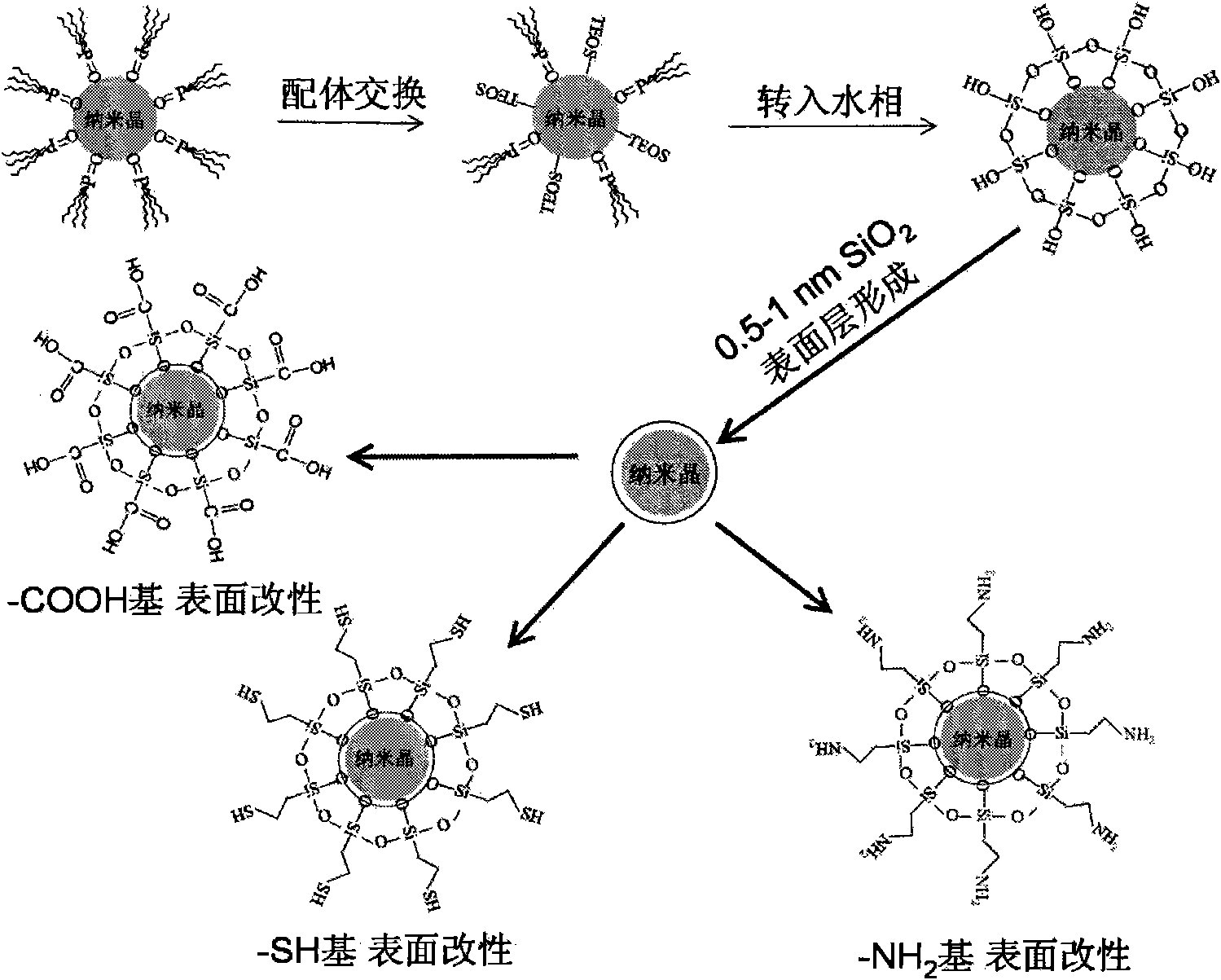 Method for converting water solubility for reducing biotoxicity of luminous quantum dot synthesized by organic phase