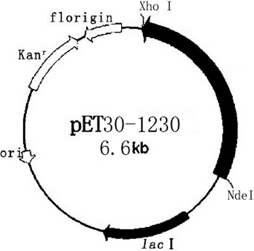 A kind of recombinant human type III collagen and its prokaryotic expression method