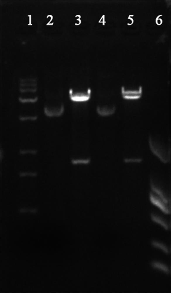 A kind of recombinant human type III collagen and its prokaryotic expression method