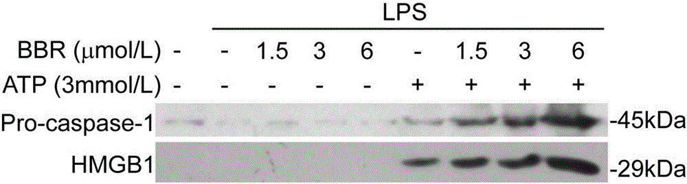 Application of berberine in preparation of medicines for enhancing inflammasome activation