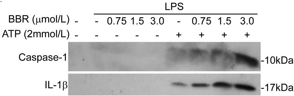 Application of berberine in preparation of medicines for enhancing inflammasome activation