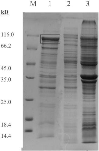 Pullulanase with high secretion capacity and application thereof