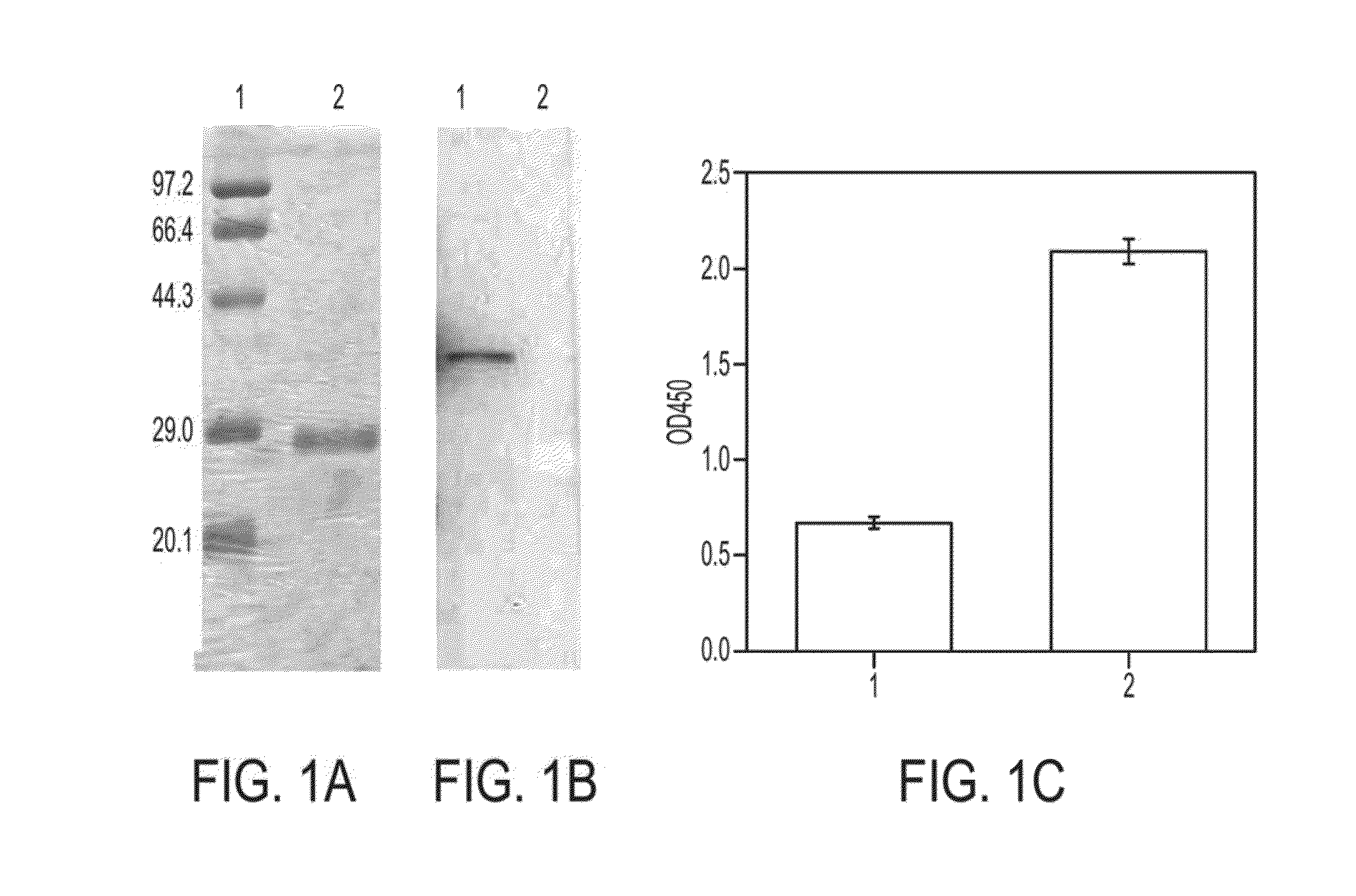 Lung-targeting nanobodies against pulmonary surfactant protein a and their preparation