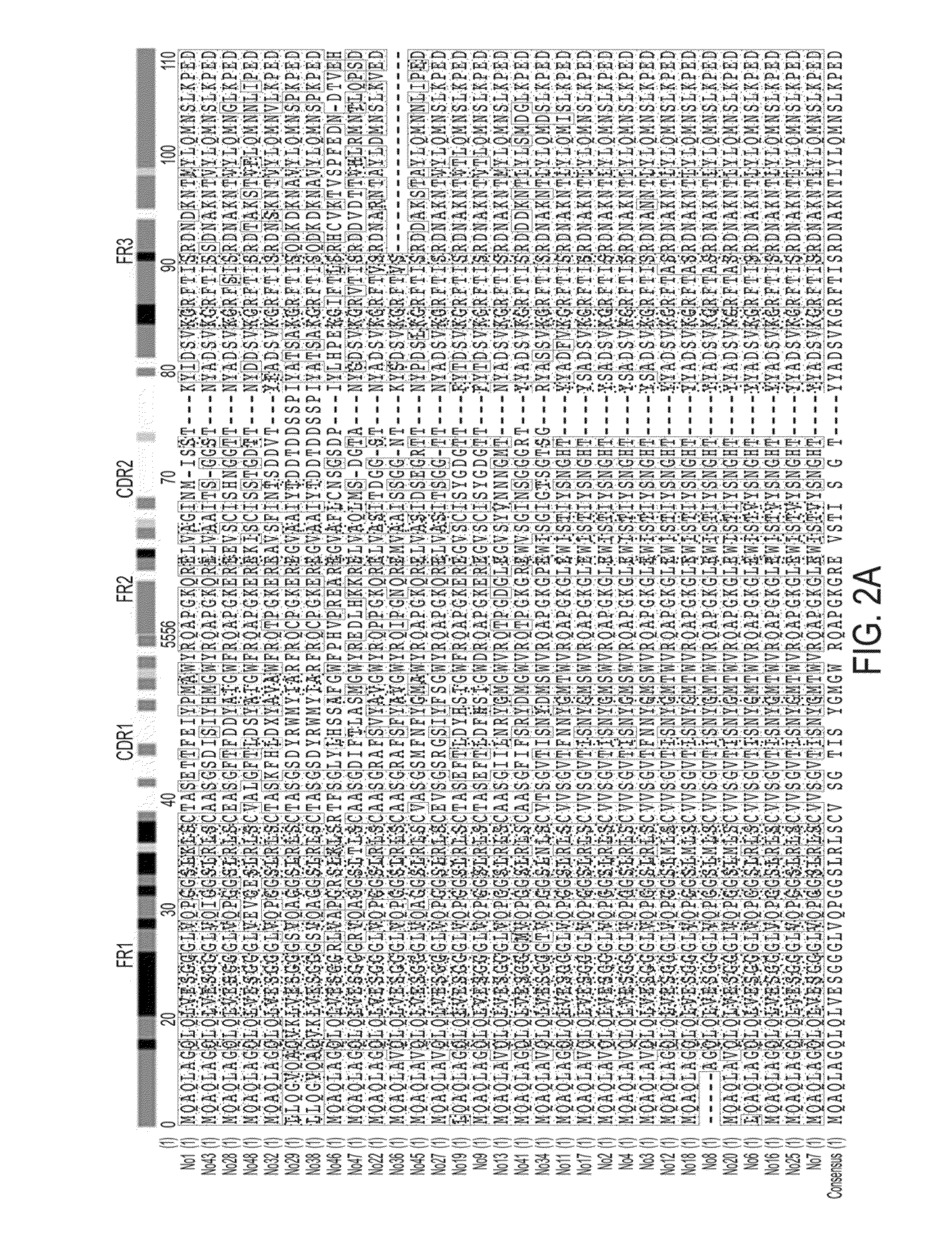 Lung-targeting nanobodies against pulmonary surfactant protein a and their preparation