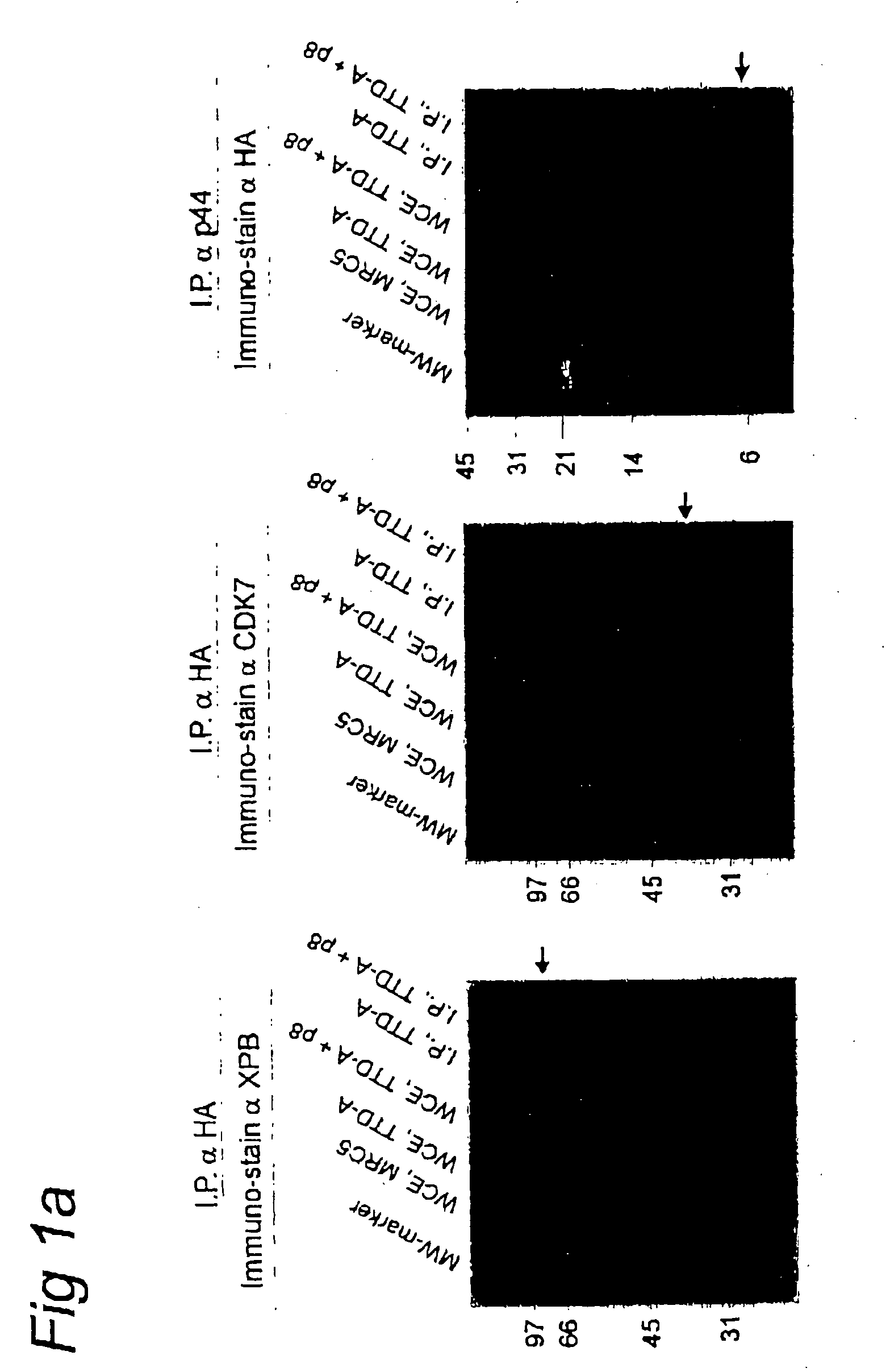 Novel TFIIH subunit