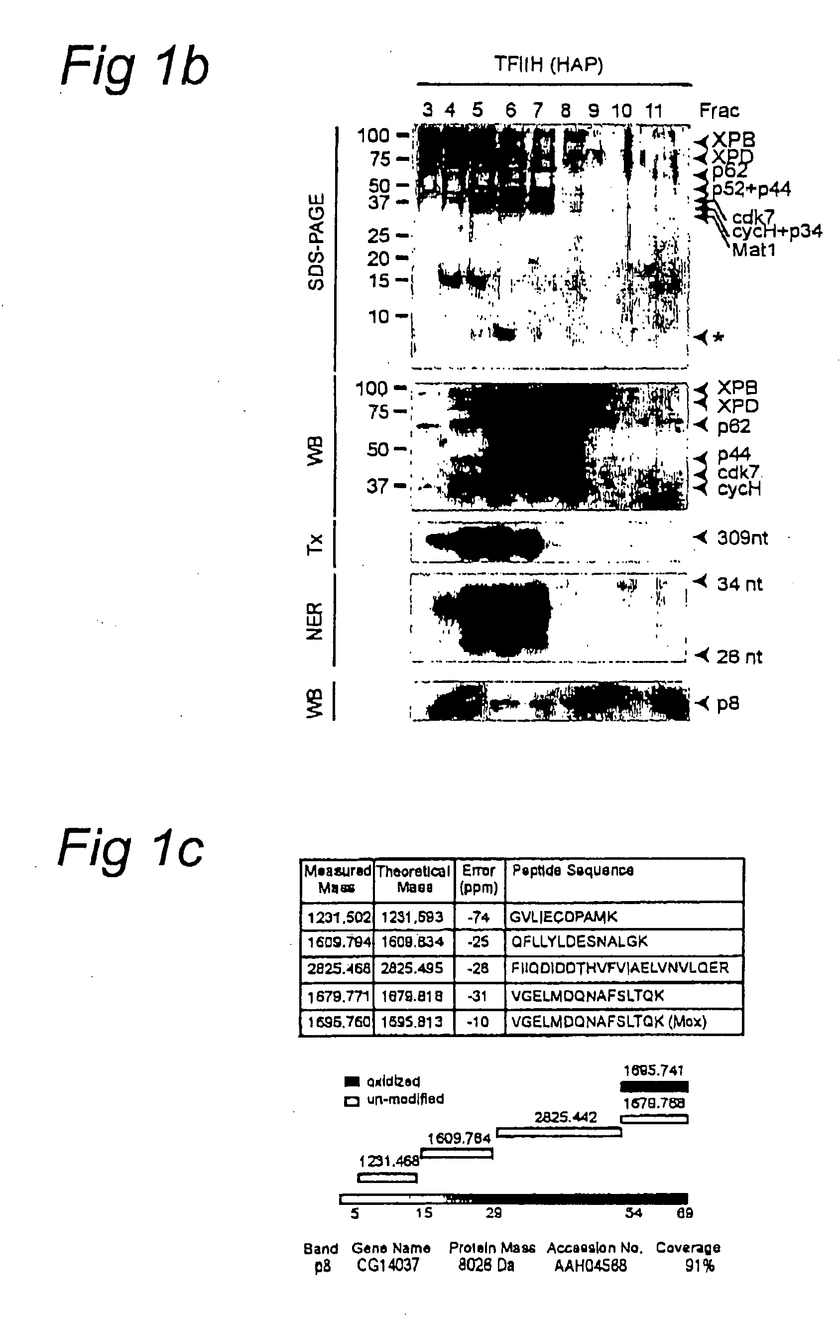 Novel TFIIH subunit