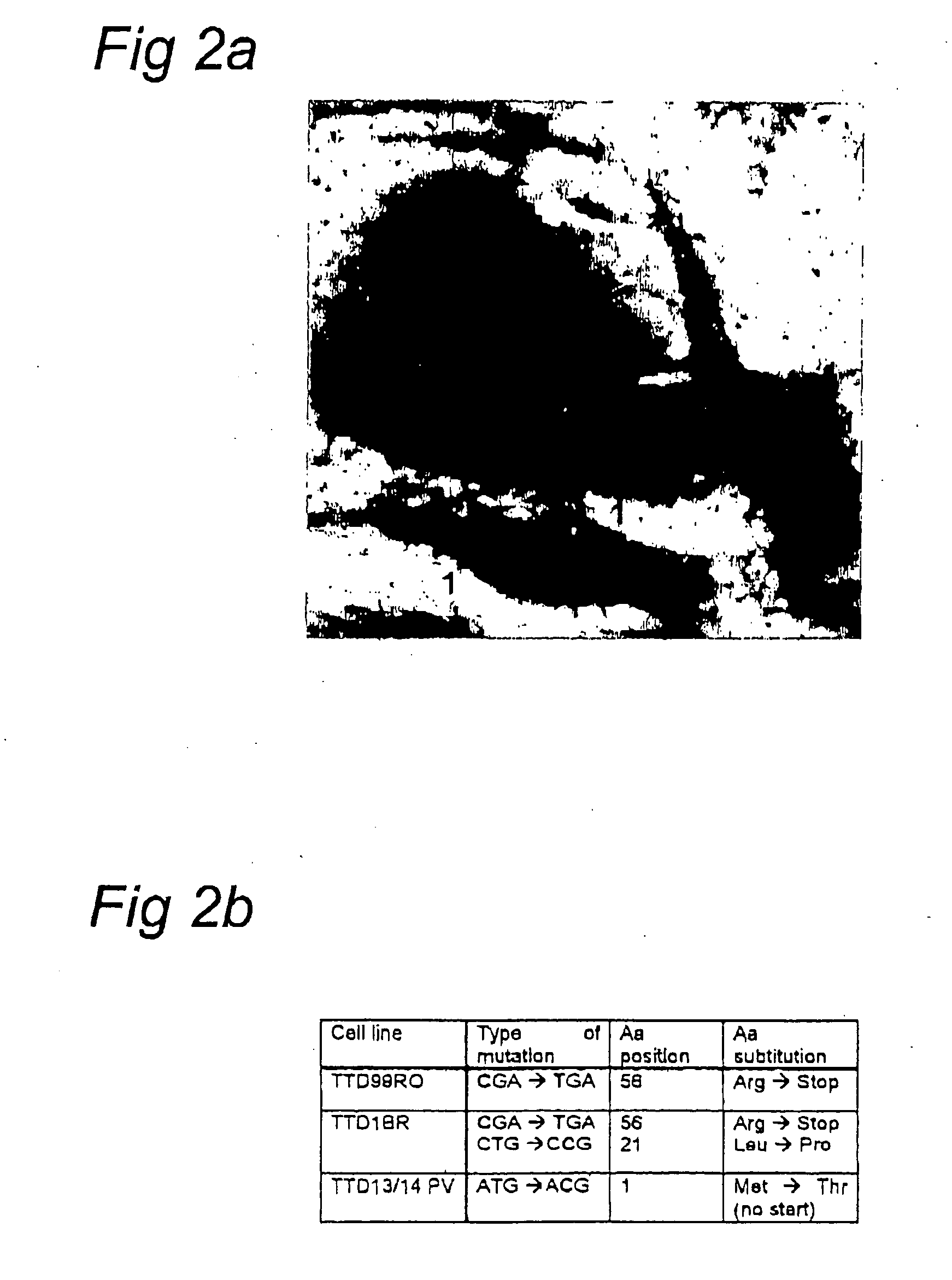 Novel TFIIH subunit