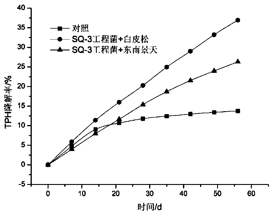 Method for remediate waste oil-based drilling fluid sediments through combination of engineering bacteria and plants