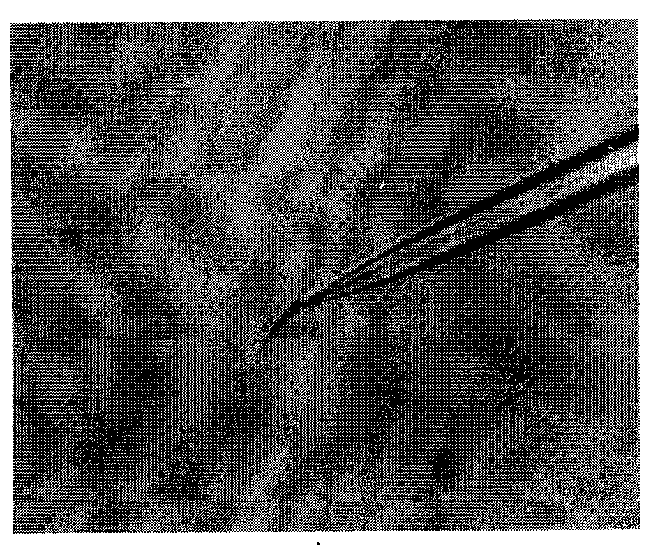 Method for separating chromosomes in plant cells by using fluorescence in-situ hybridization