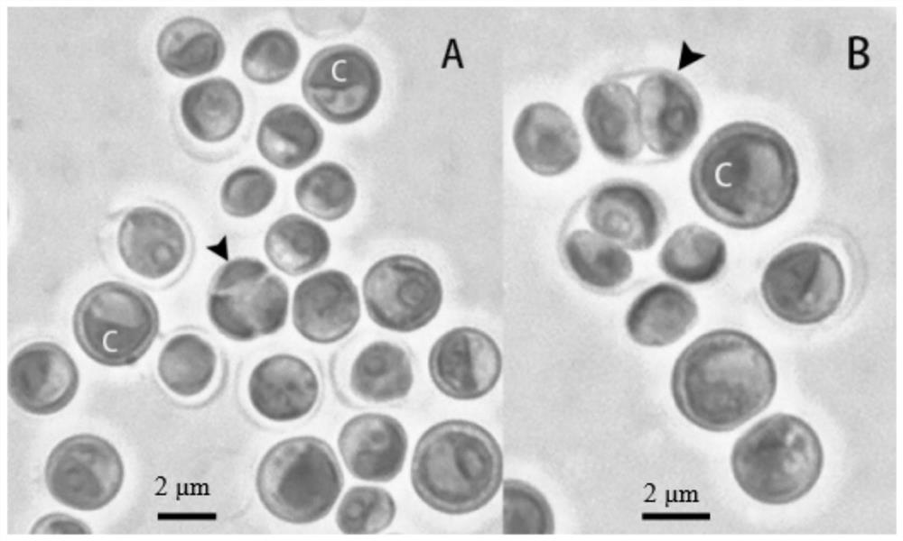 Chroococcidiorella tianjinensis as well as culture method and application thereof