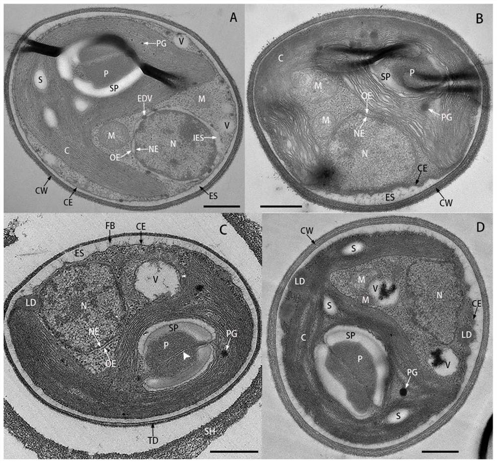 Chroococcidiorella tianjinensis as well as culture method and application thereof