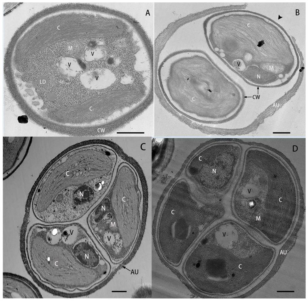 Chroococcidiorella tianjinensis as well as culture method and application thereof