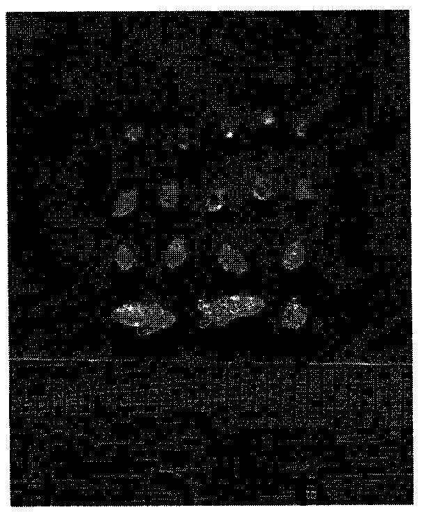 Compound sodium rubidium chloroborate and sodium rubidium chloroborate optical crystal, preparation method and use