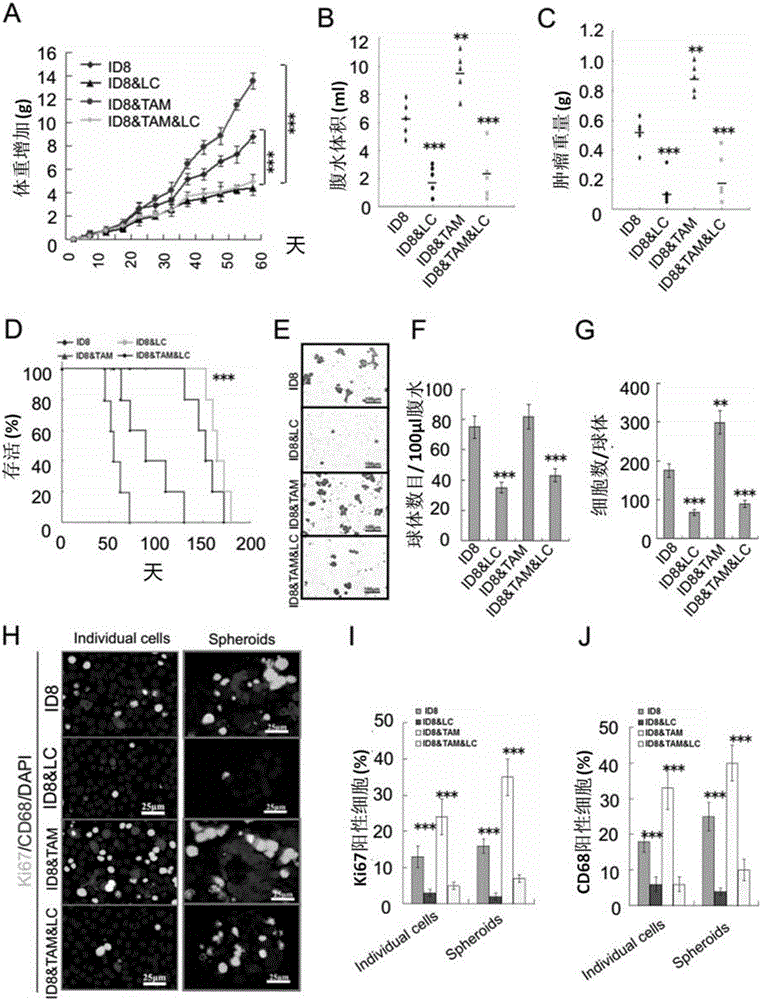 Applications of EGF in screening drugs used for diagnosing or treating implantation metastatic cancer