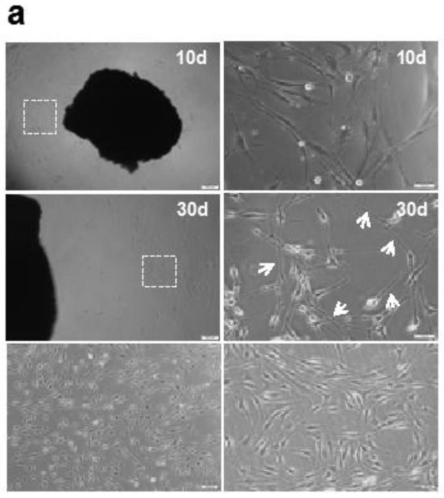 The application of mir containing the specific seed base sequence at the 5' end, the improved Schwann cell and its application