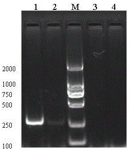 Peach latent mosaic viroid molecule standard sample and preparation method thereof