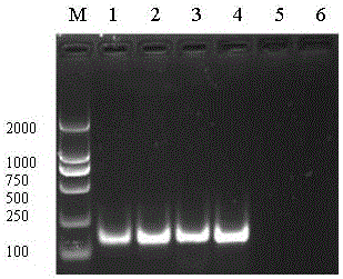 Peach latent mosaic viroid molecule standard sample and preparation method thereof