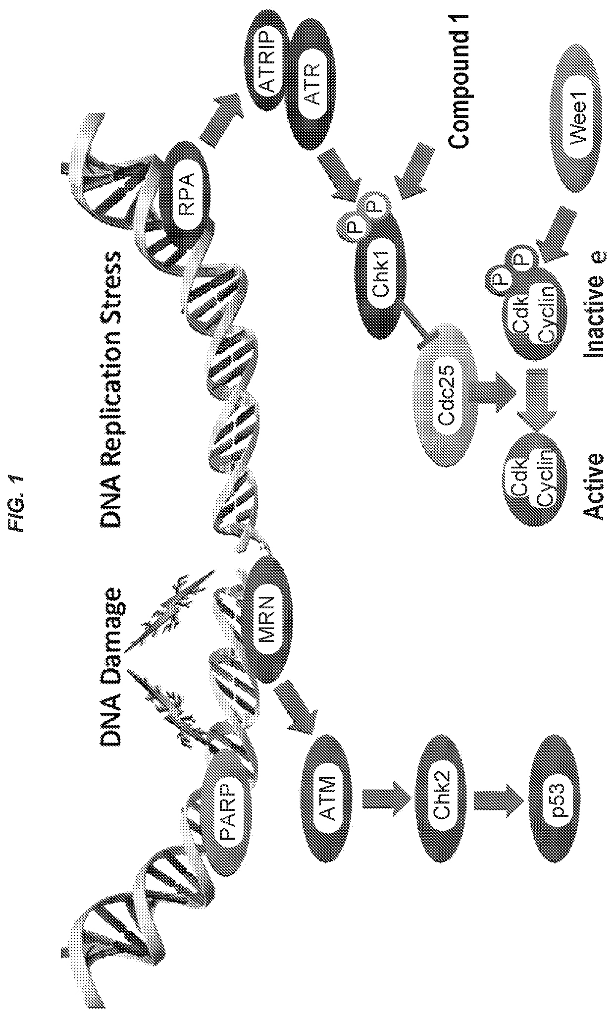 Combinations of chk1- and wee1- inhibitors